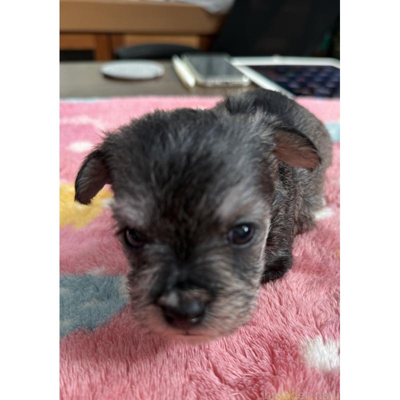 販売中の宮崎県のミックス犬-438576の6枚目