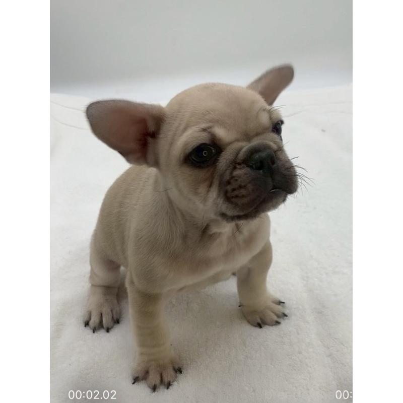 販売中の静岡県のフレンチブルドッグ-439182の3枚目