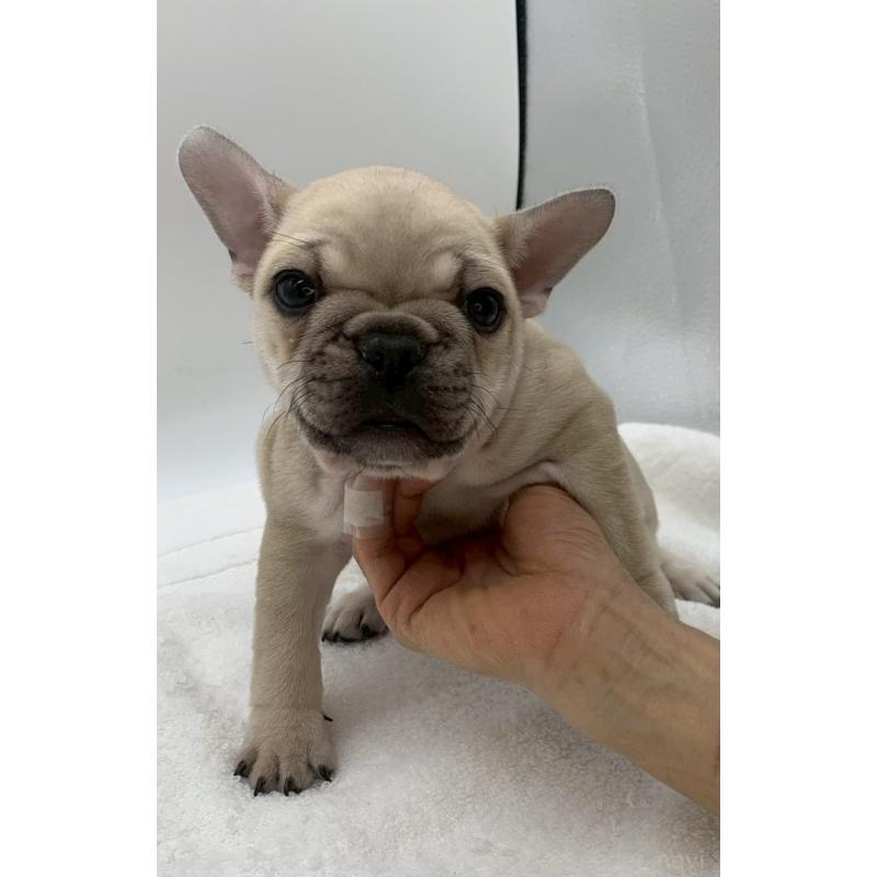 販売中の静岡県のフレンチブルドッグ-439182の2枚目