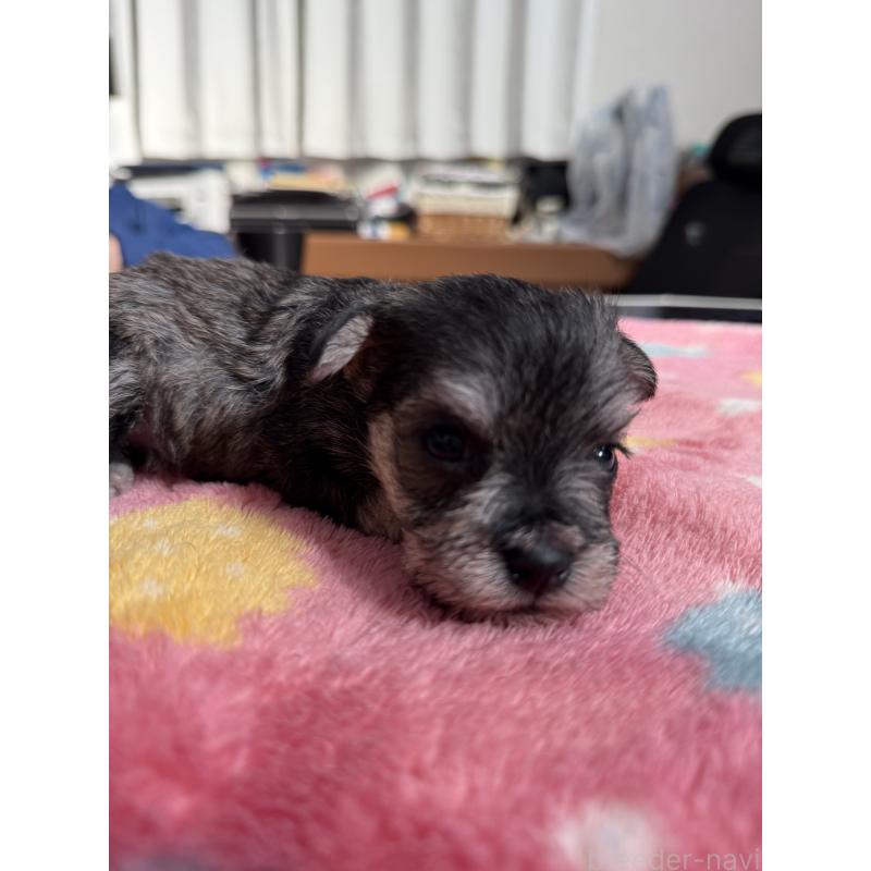 販売中の宮崎県のミックス犬-438576の5枚目