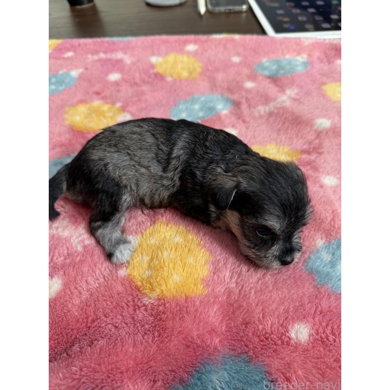 販売中の宮崎県のミックス犬-438576の4枚目