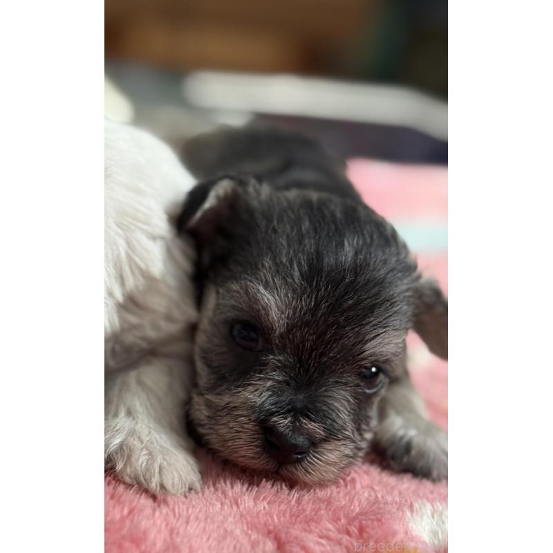 販売中の宮崎県のミックス犬-438576の3枚目