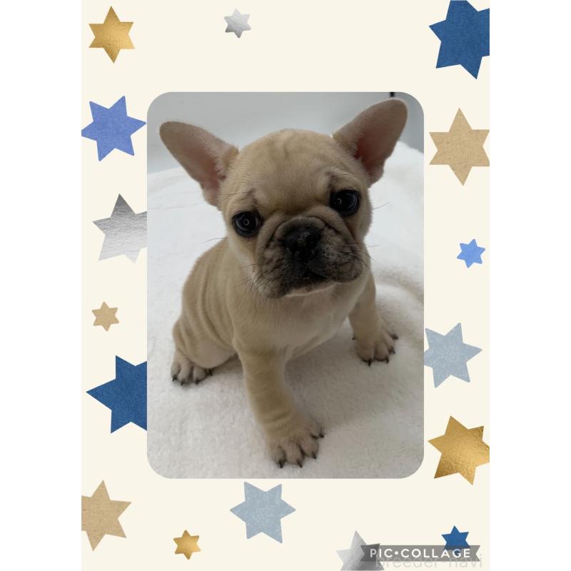 販売中の静岡県のフレンチブルドッグ-439188の1枚目