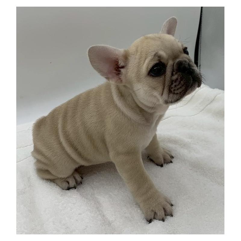 販売中の静岡県のフレンチブルドッグ-439188の5枚目