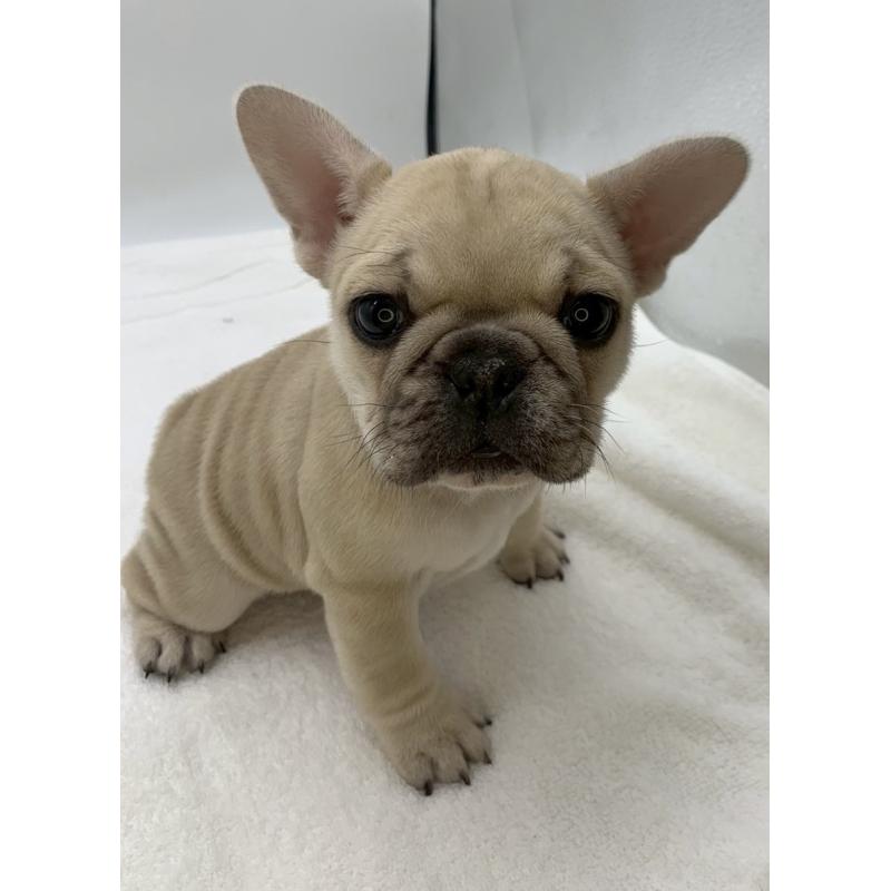 販売中の静岡県のフレンチブルドッグ-439188の4枚目