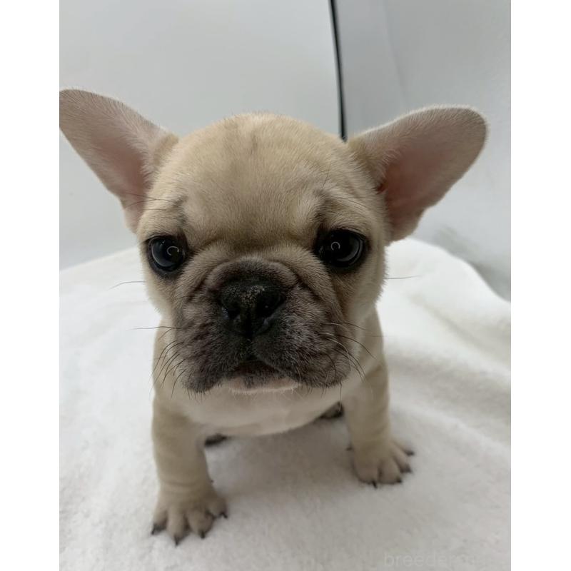販売中の静岡県のフレンチブルドッグ-439188の3枚目