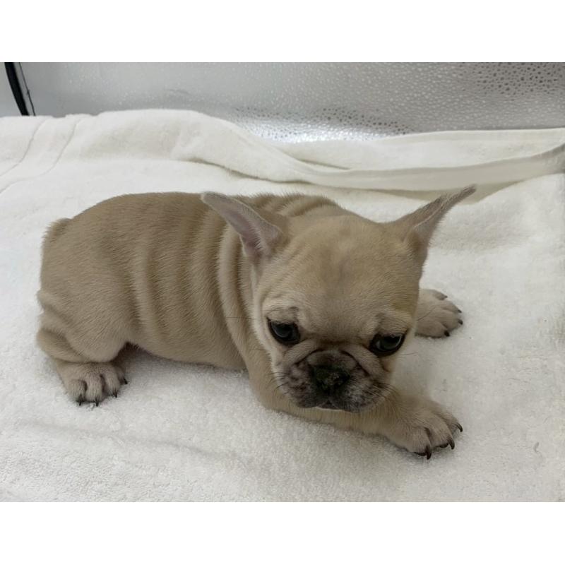 販売中の静岡県のフレンチブルドッグ-439188の2枚目