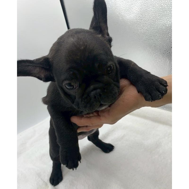 販売中の静岡県のフレンチブルドッグ-439196の4枚目