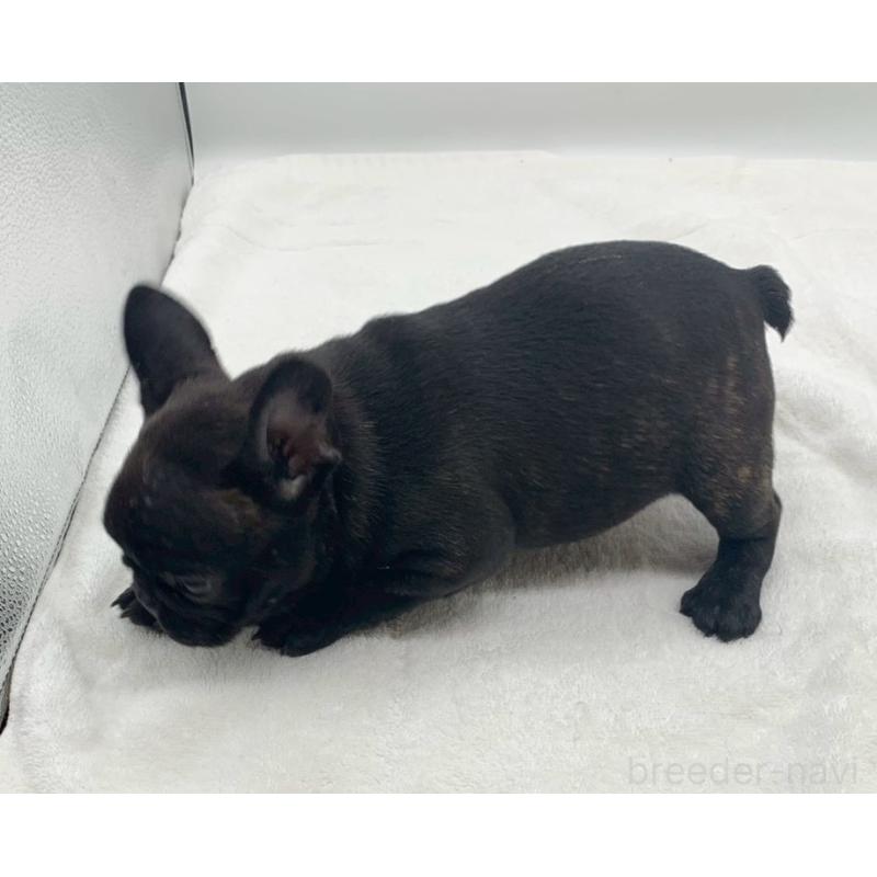 販売中の静岡県のフレンチブルドッグ-439196の3枚目