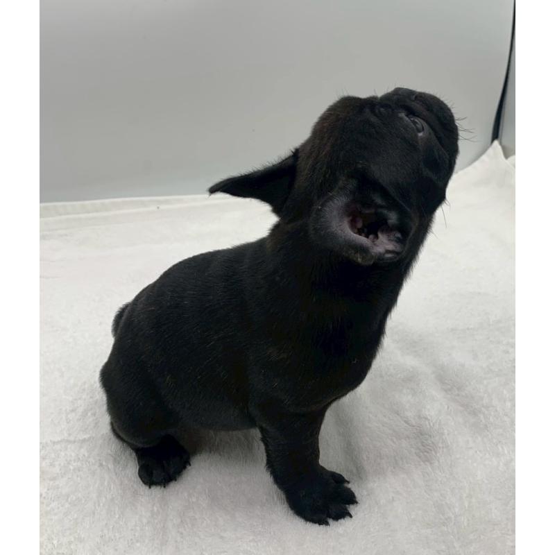 販売中の静岡県のフレンチブルドッグ-439196の2枚目