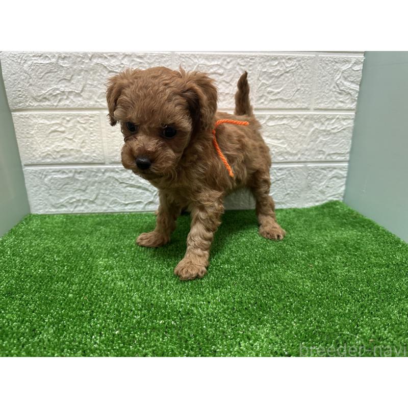 販売中の愛媛県のトイプードル-439205の4枚目