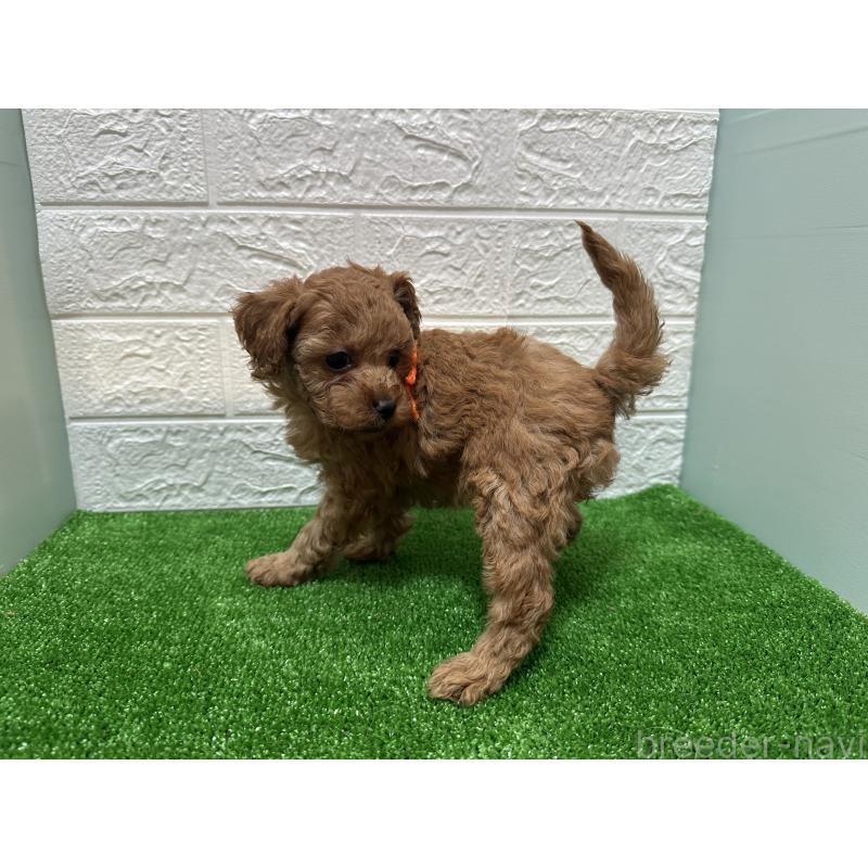 販売中の愛媛県のトイプードル-439205の3枚目