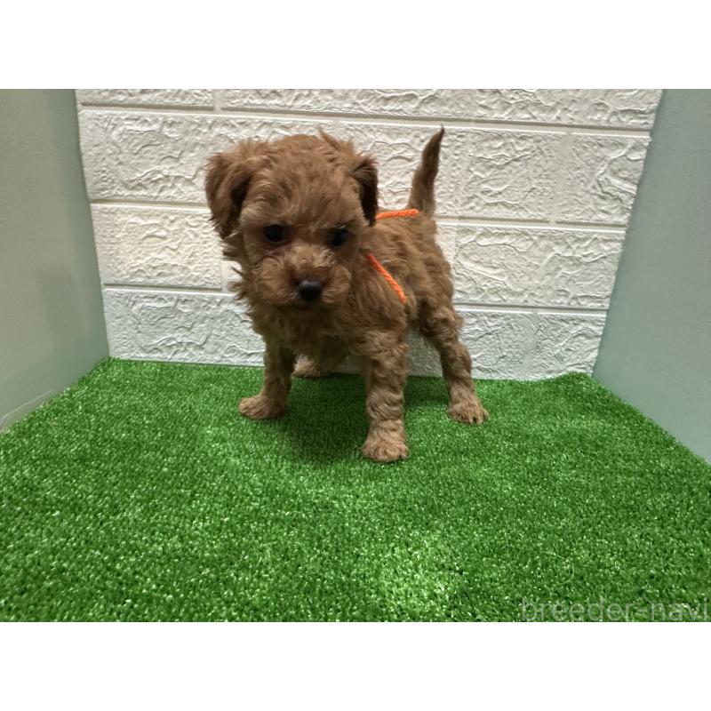 販売中の愛媛県のトイプードル-439205の2枚目