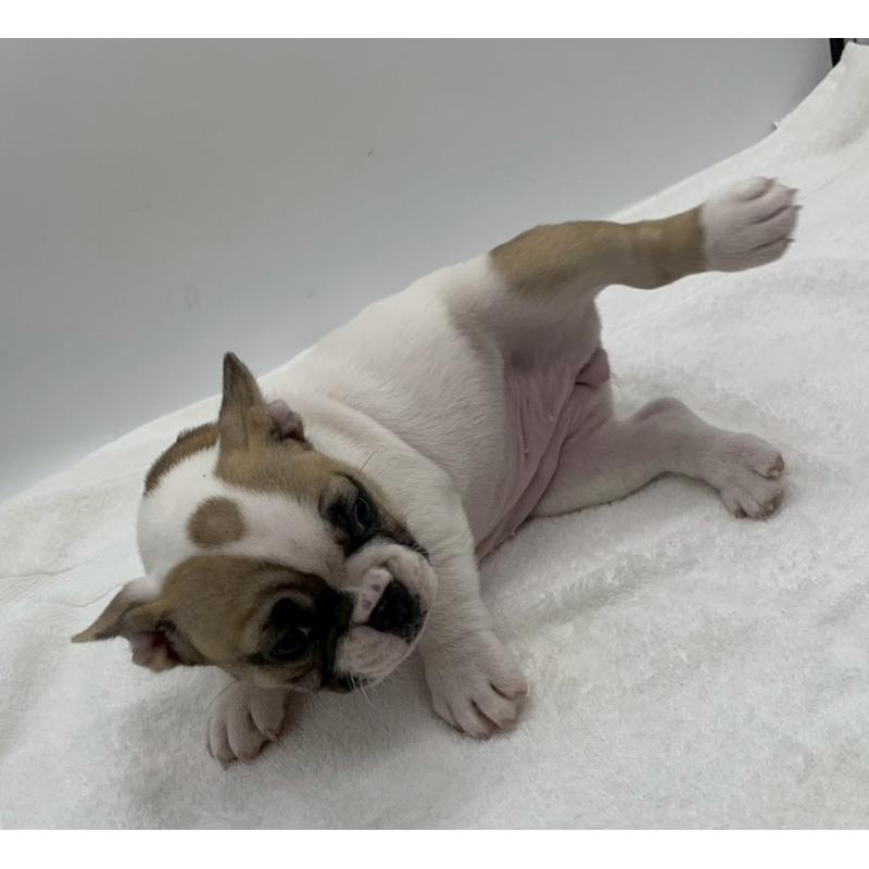 販売中の静岡県のフレンチブルドッグ-439202の5枚目