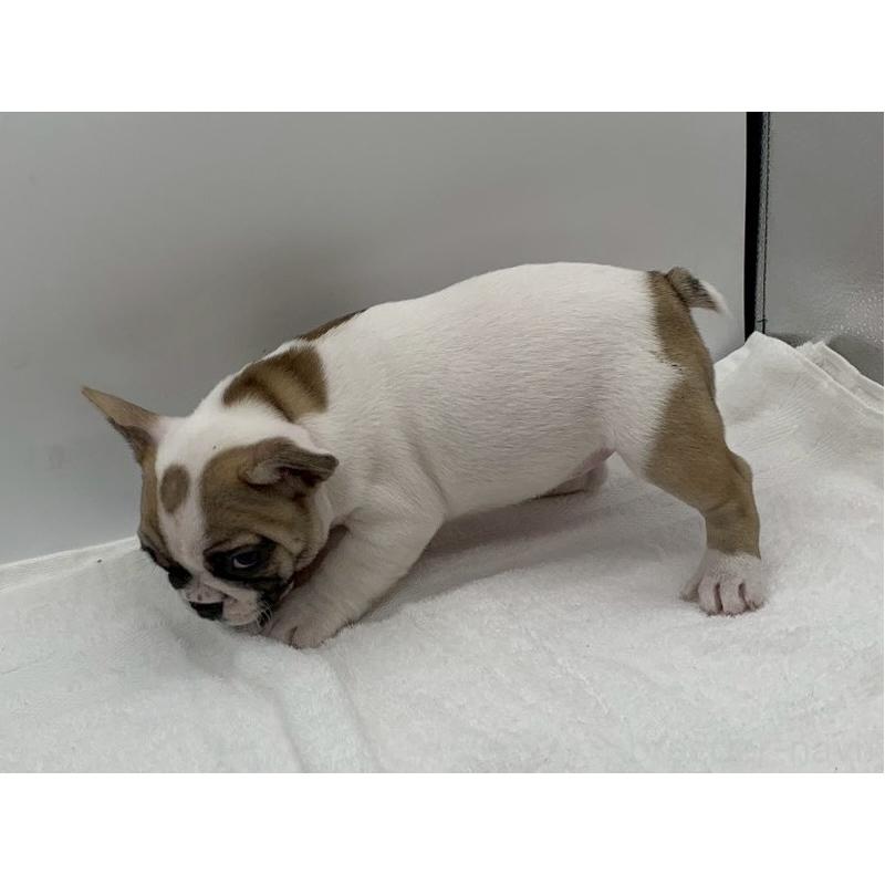 販売中の静岡県のフレンチブルドッグ-439202の4枚目