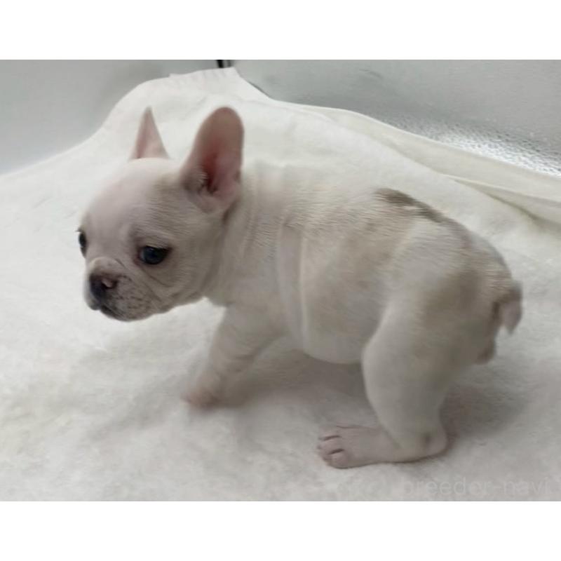 販売中の静岡県のフレンチブルドッグ-439203の3枚目