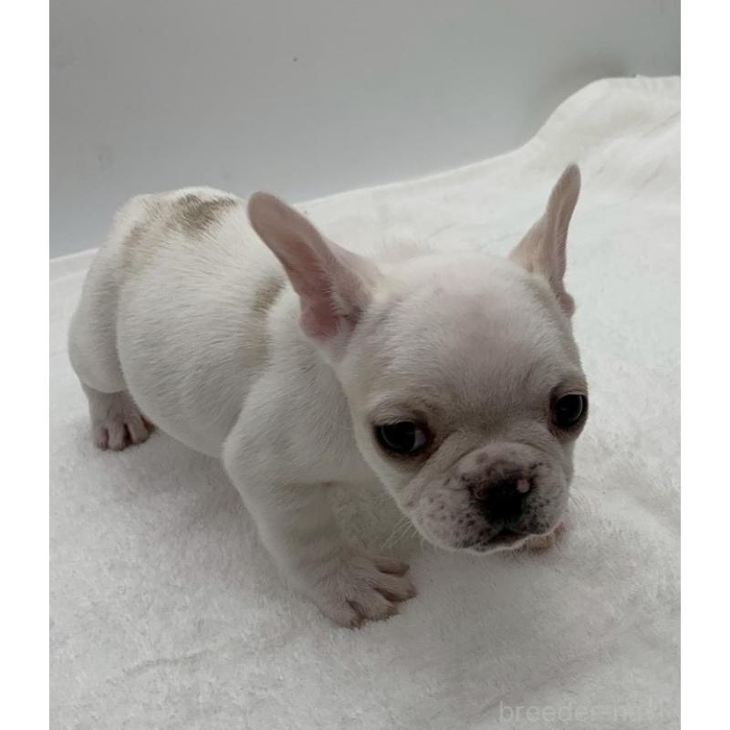 販売中の静岡県のフレンチブルドッグ-439203の2枚目