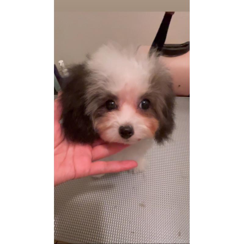 販売中の愛媛県のティーカッププードル-432327の3枚目