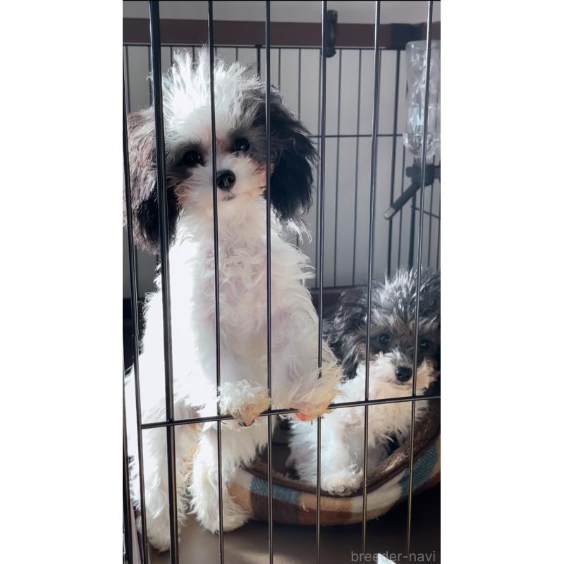 販売中の愛媛県のティーカッププードル-432327