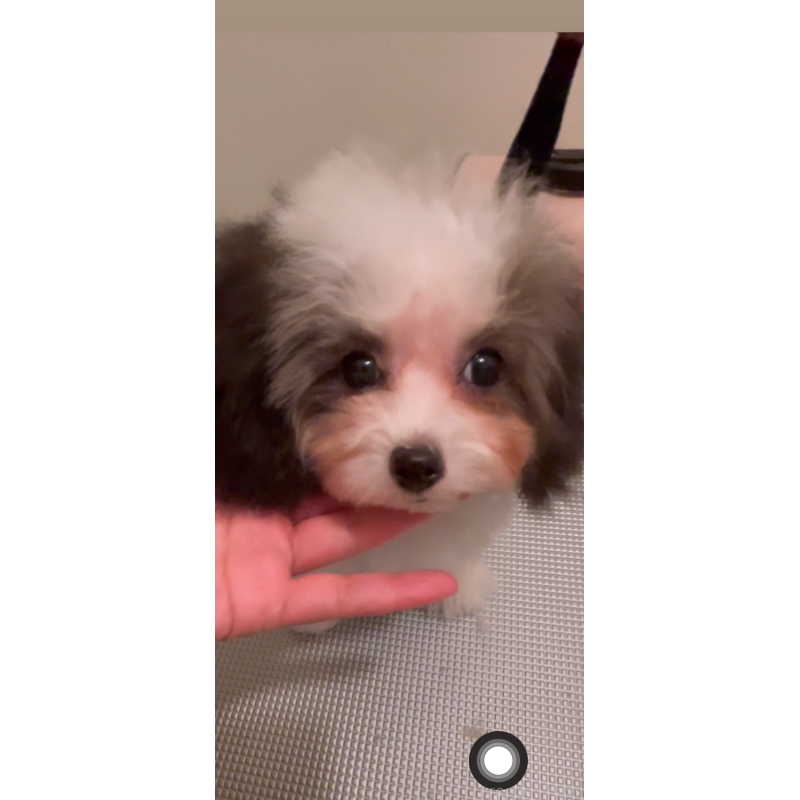 販売中の愛媛県のティーカッププードル-432327の2枚目