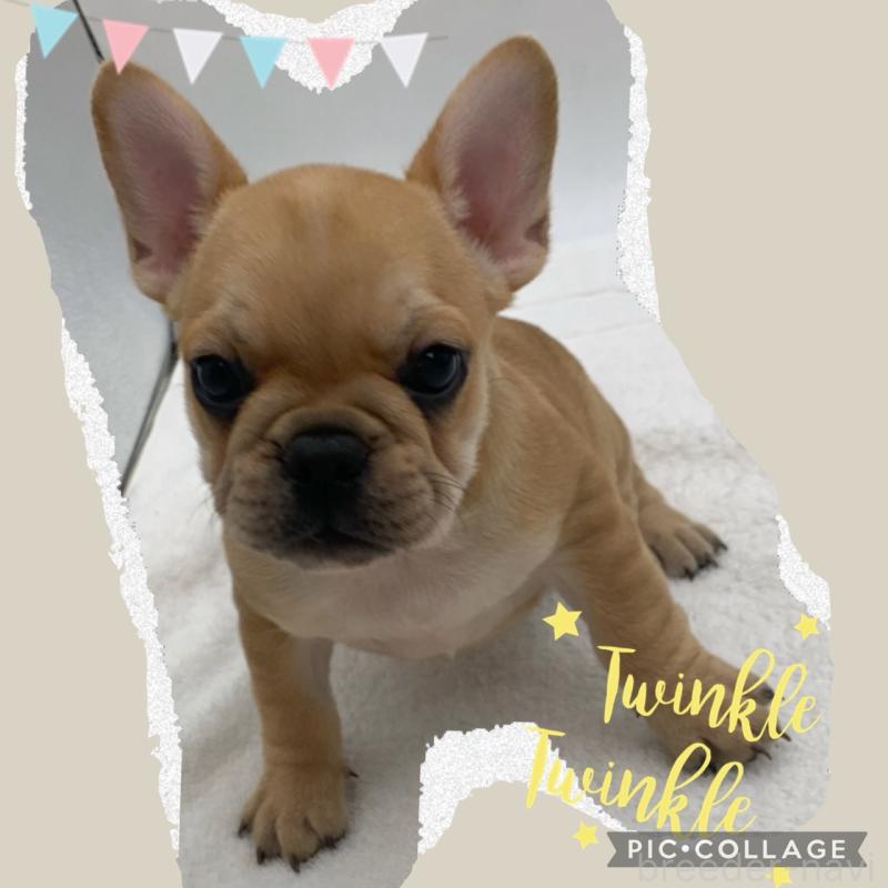 販売中の静岡県のフレンチブルドッグ-439206