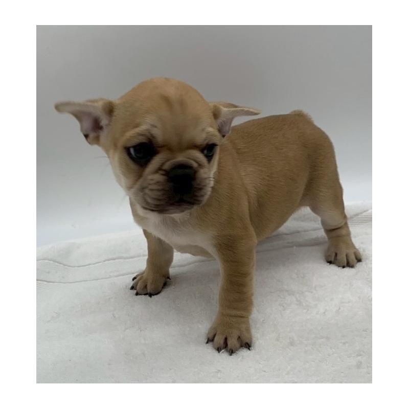 販売中の静岡県のフレンチブルドッグ-439206の3枚目