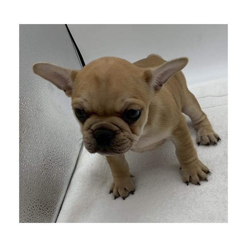 販売中の静岡県のフレンチブルドッグ-439206の4枚目