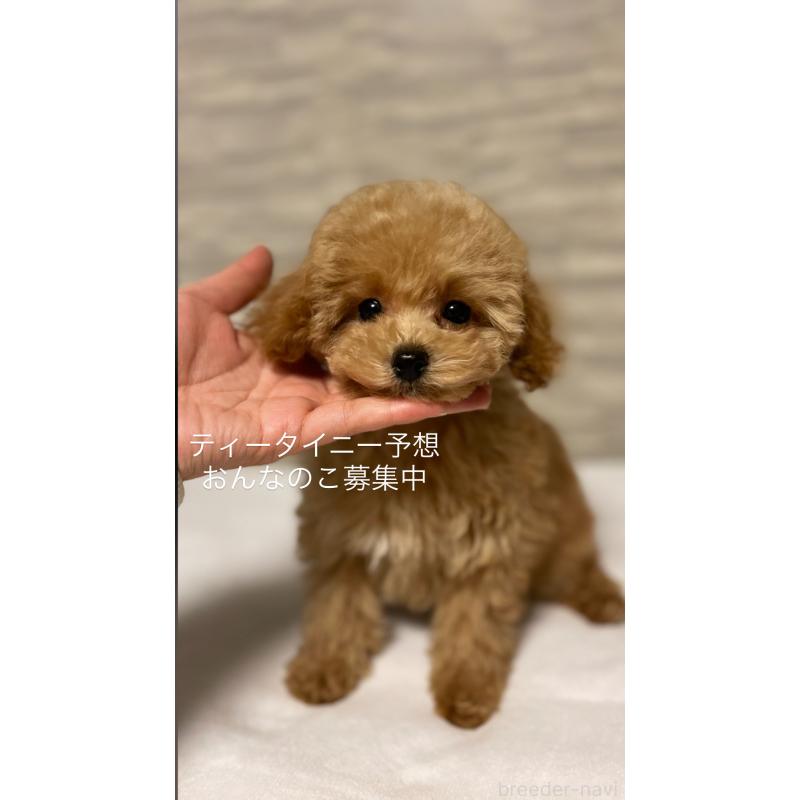 販売中の愛媛県のタイニープードル-430213の1枚目