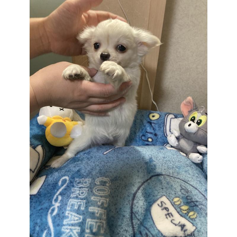 販売中の千葉県のチワワ(ロングコート)-436582の13枚目