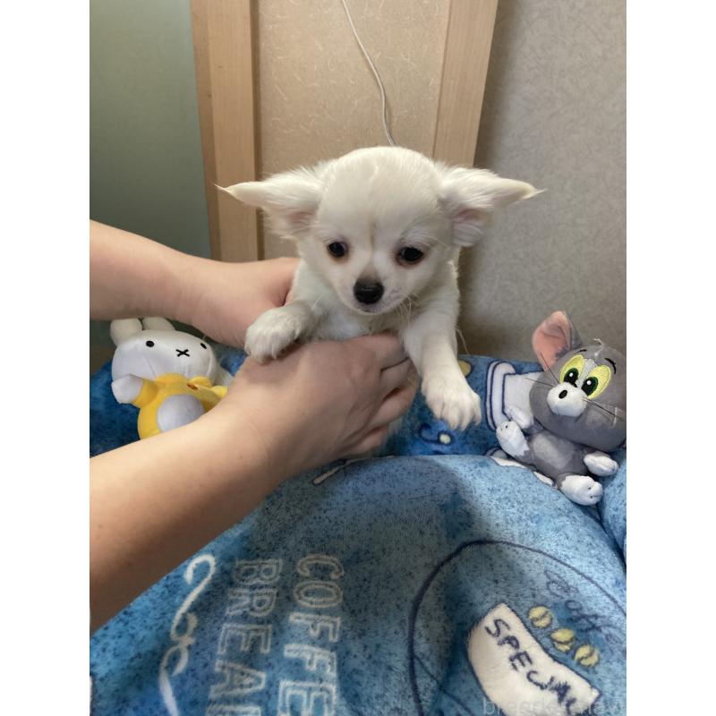 販売中の千葉県のチワワ(ロングコート)-436582の11枚目