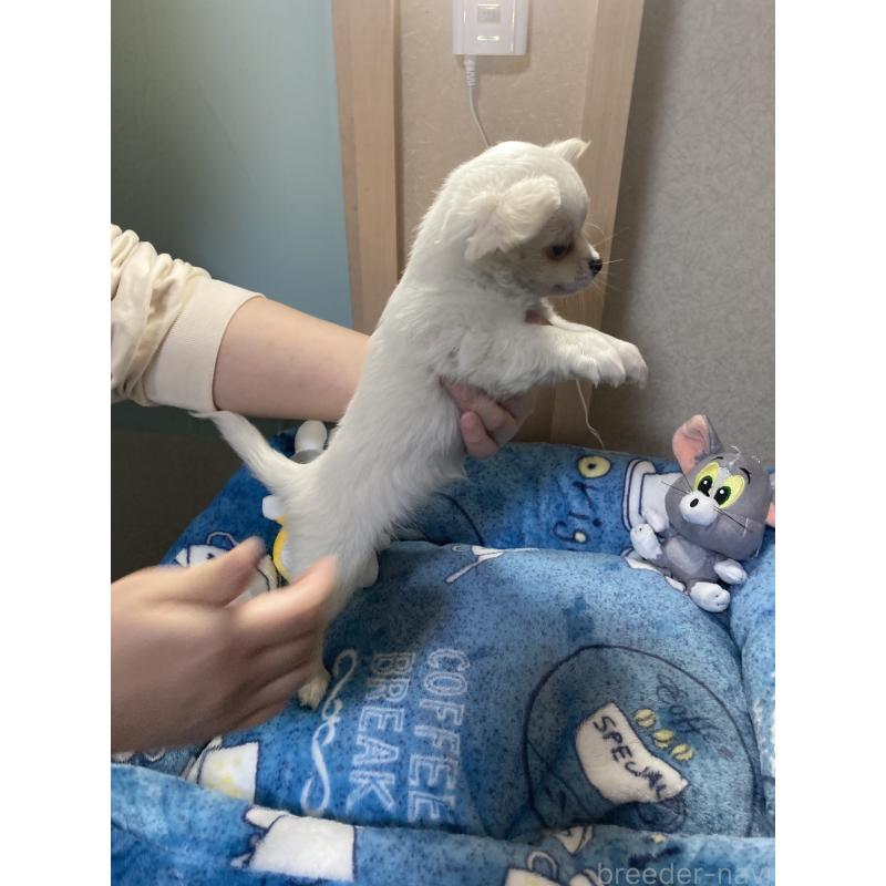 販売中の千葉県のチワワ(ロングコート)-436582の10枚目