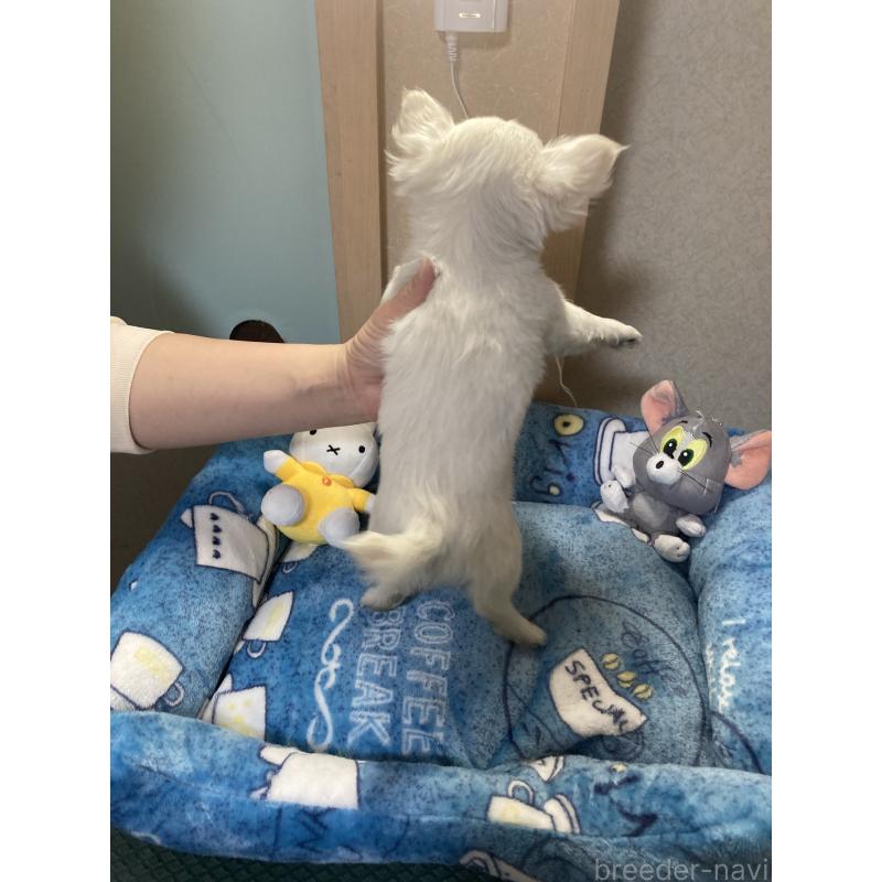 販売中の千葉県のチワワ(ロングコート)-436582の9枚目