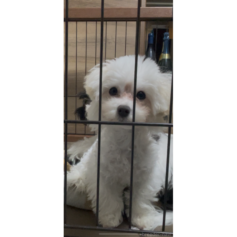 販売中の愛媛県のティーカッププードル-428551