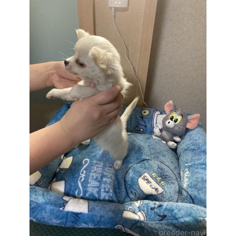 販売中の千葉県のチワワ(ロングコート)-436582の8枚目