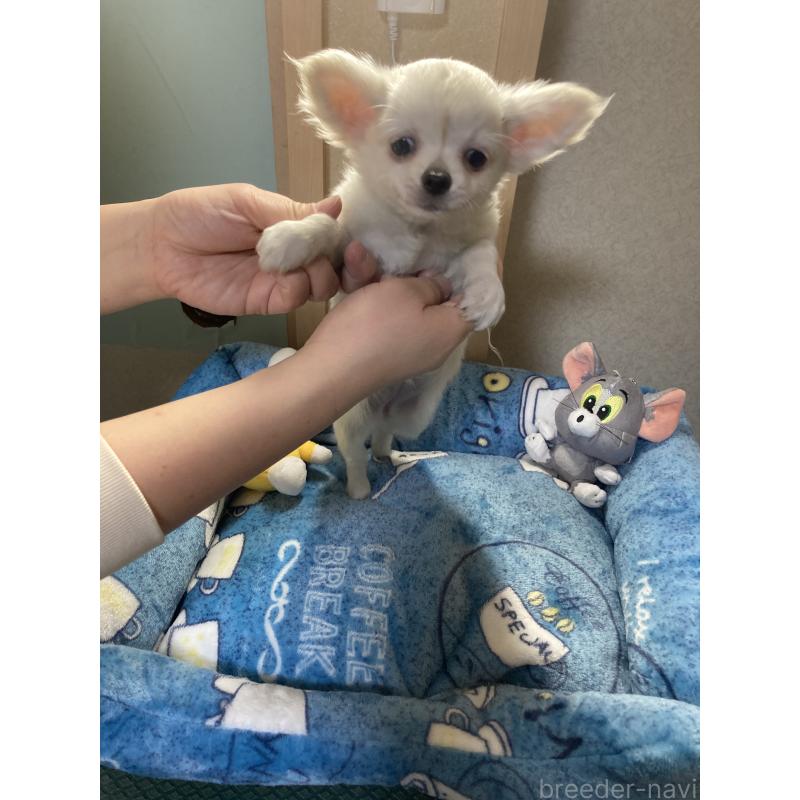 販売中の千葉県のチワワ(ロングコート)-436582の7枚目