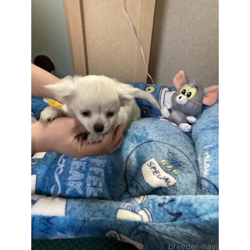 販売中の千葉県のチワワ(ロングコート)-436582の6枚目