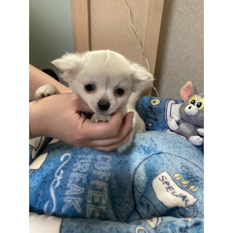 販売中の千葉県のチワワ(ロングコート)-436582の5枚目