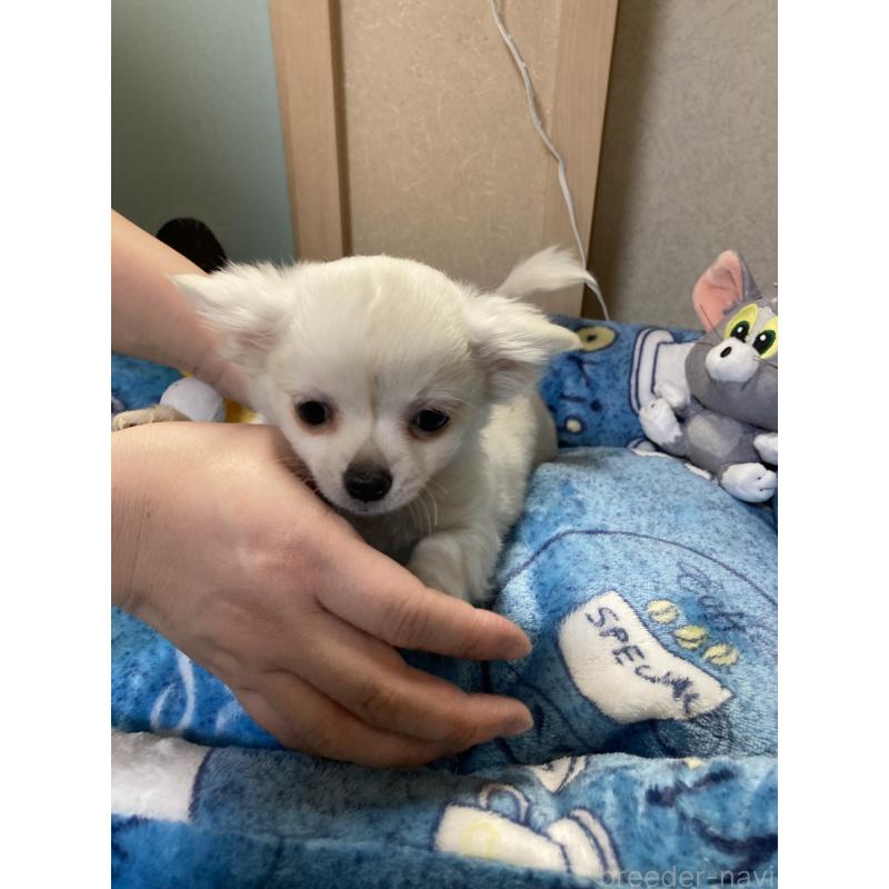 販売中の千葉県のチワワ(ロングコート)-436582の4枚目