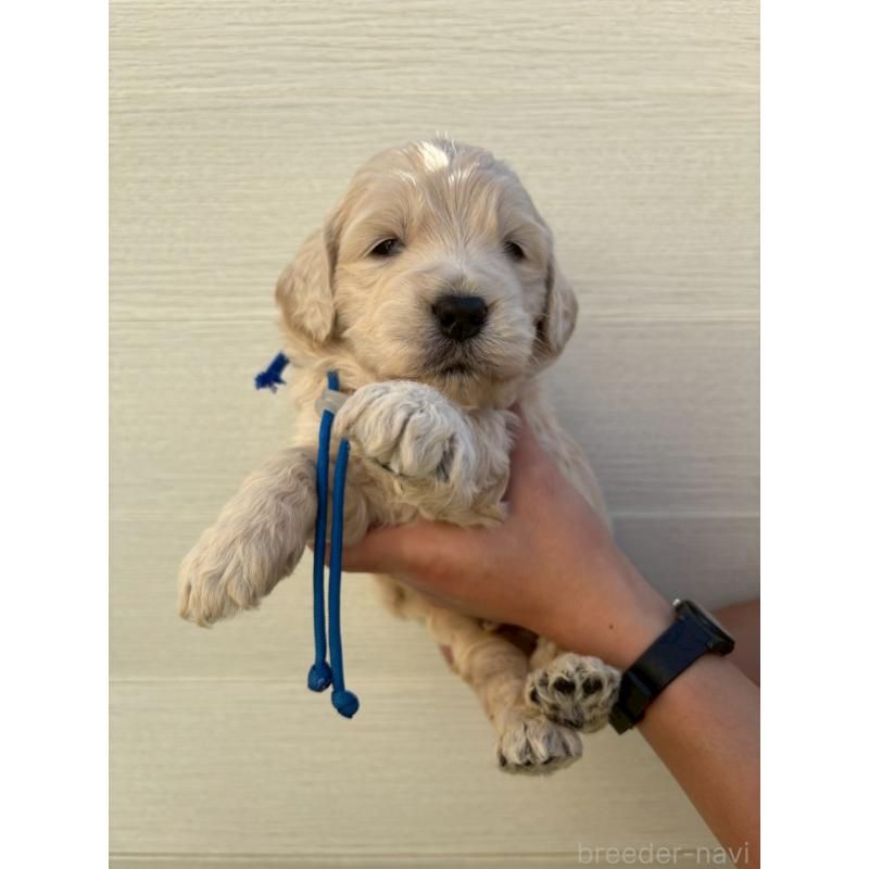 販売中ののゴールデンドゥードル:ゴールデンレトリーバー×プードル-439212