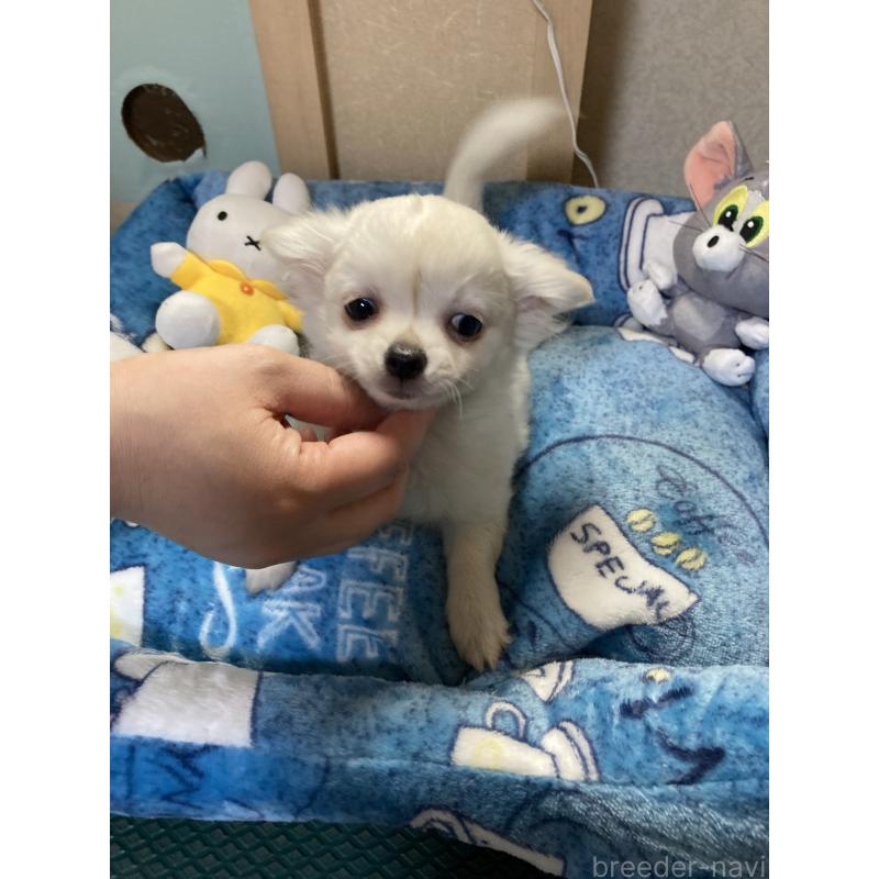 販売中の千葉県のチワワ(ロングコート)-436582の3枚目