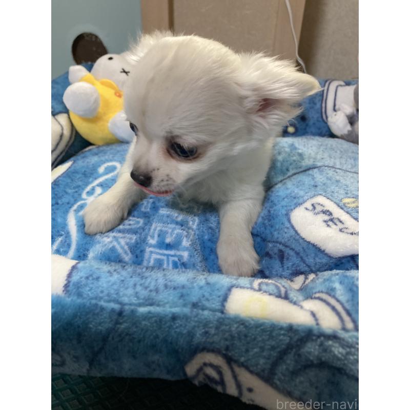 販売中の千葉県のチワワ(ロングコート)-436582の2枚目