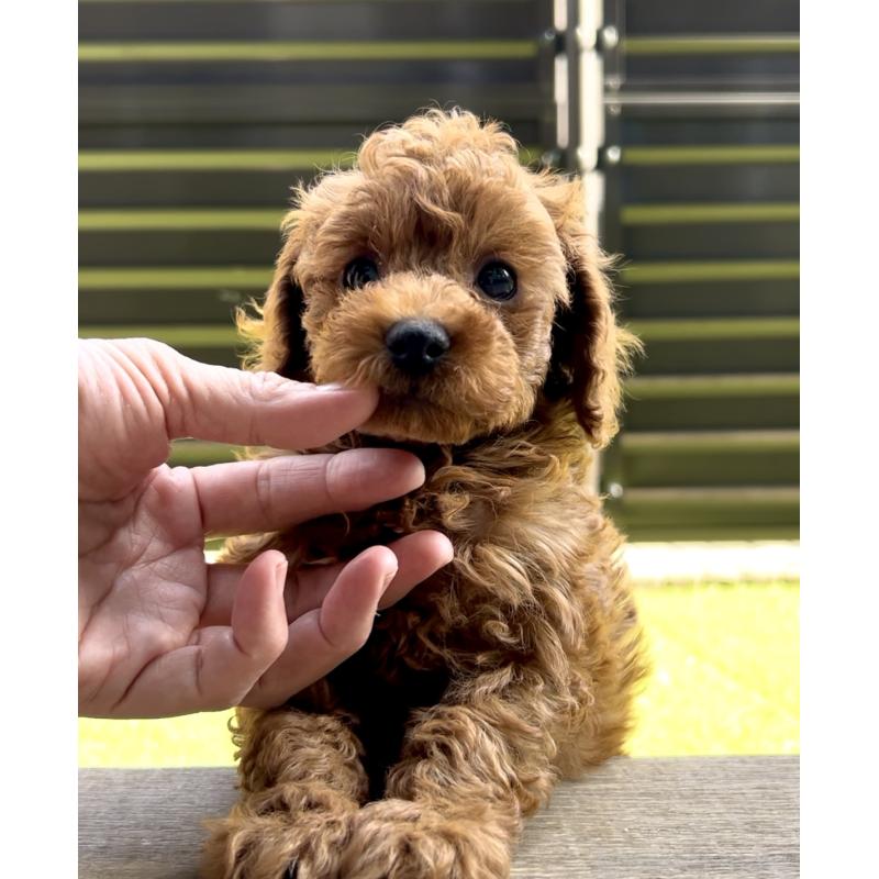 販売中の奈良県のタイニープードル-436207