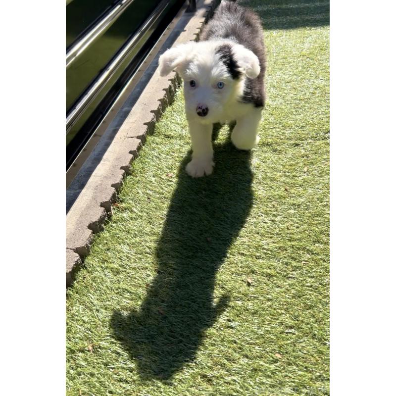 商談中の奈良県のオールドイングリッシュシープドッグ-439045の17枚目