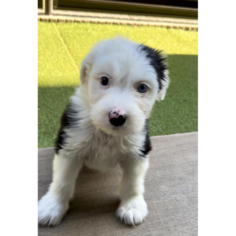 商談中の奈良県のオールドイングリッシュシープドッグ-439045の15枚目