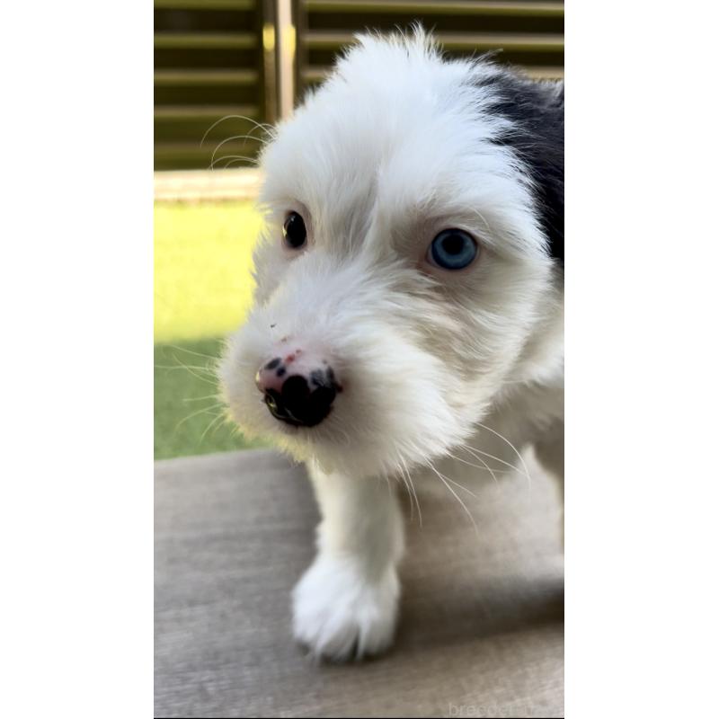 商談中の奈良県のオールドイングリッシュシープドッグ-439045の14枚目