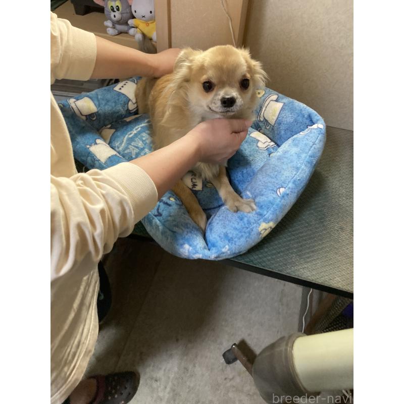 販売中の千葉県のチワワ(ロングコート)-408724の15枚目