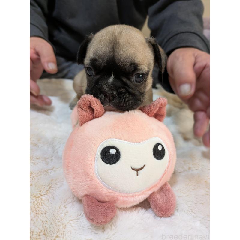 販売中の広島県のフレンチブルドッグ-439215の4枚目