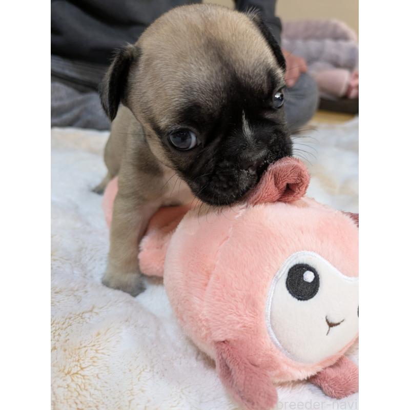 販売中の広島県のフレンチブルドッグ-439215の3枚目