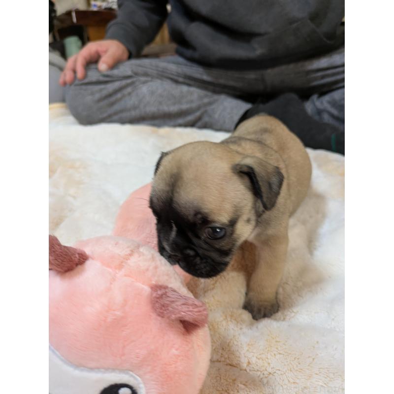 販売中の広島県のフレンチブルドッグ-439215の2枚目