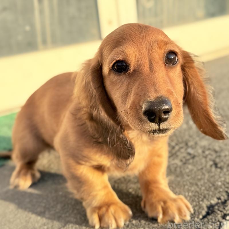 販売中の埼玉県のミニチュアダックスフンド(ロングヘアード)-433621